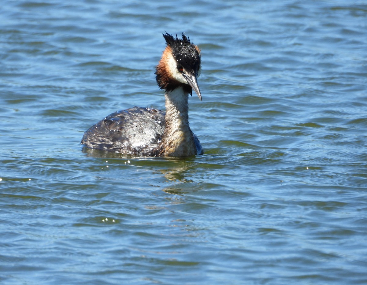 Haubentaucher - ML651726609