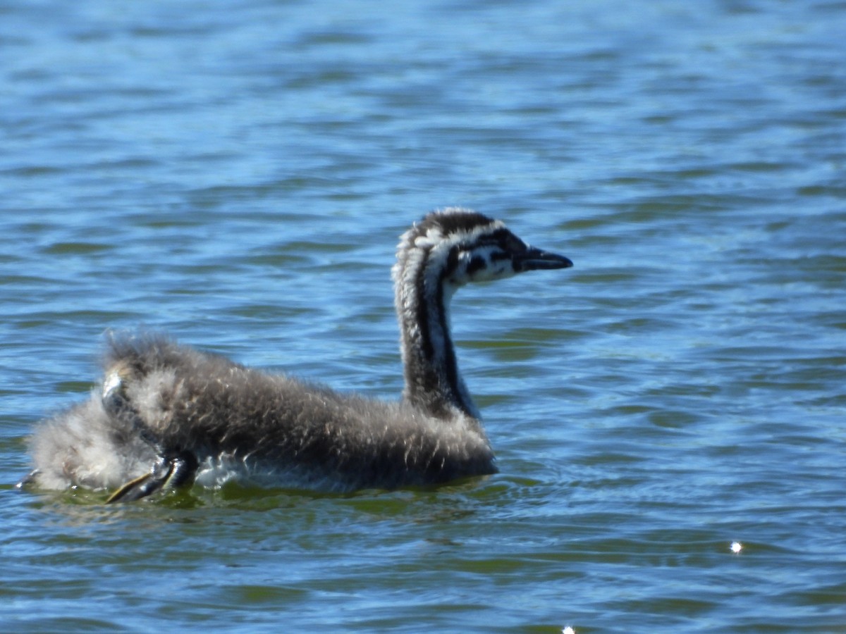 Haubentaucher - ML651726610