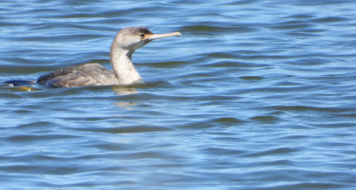 Tüpfelscharbe - ML651726612