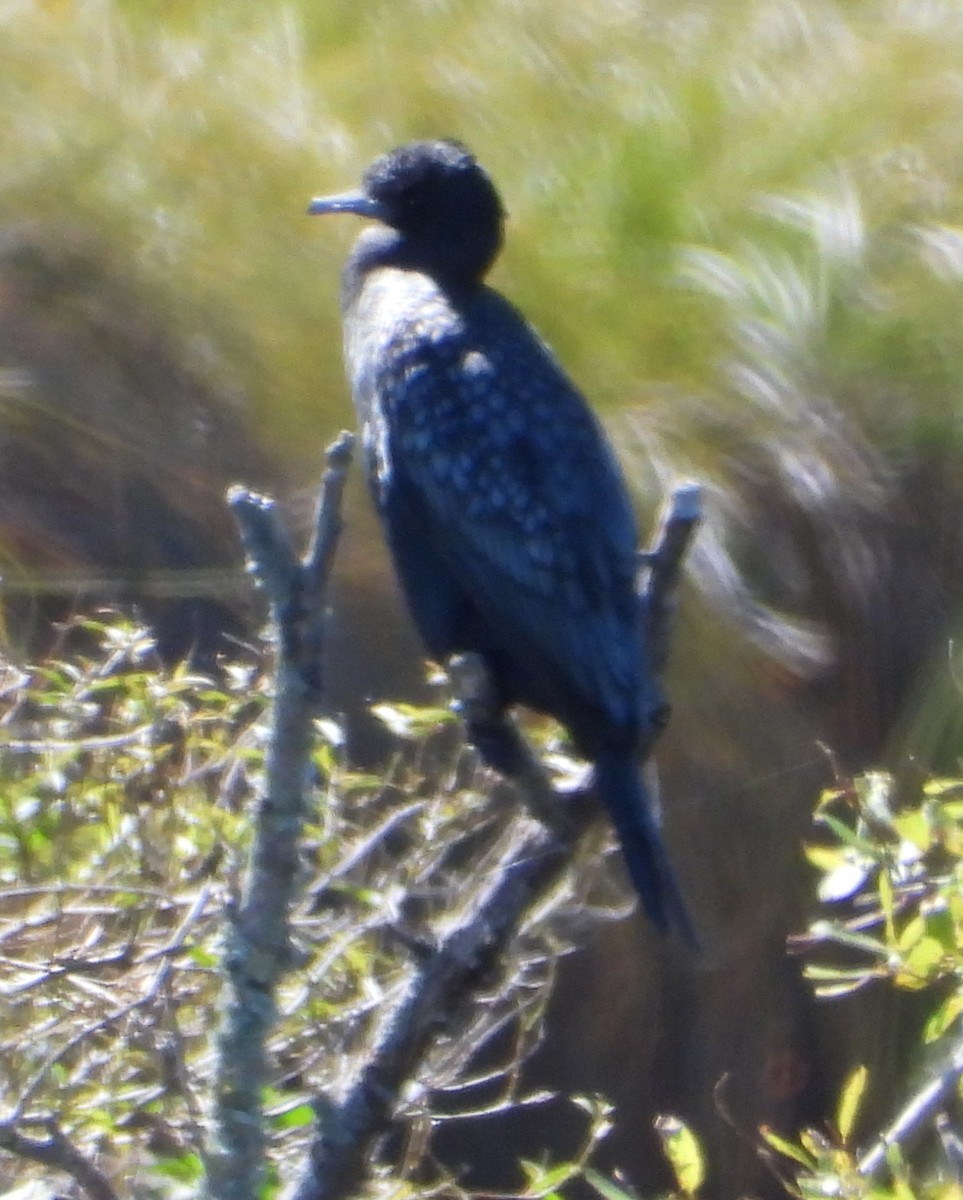 Schwarzscharbe - ML651726655