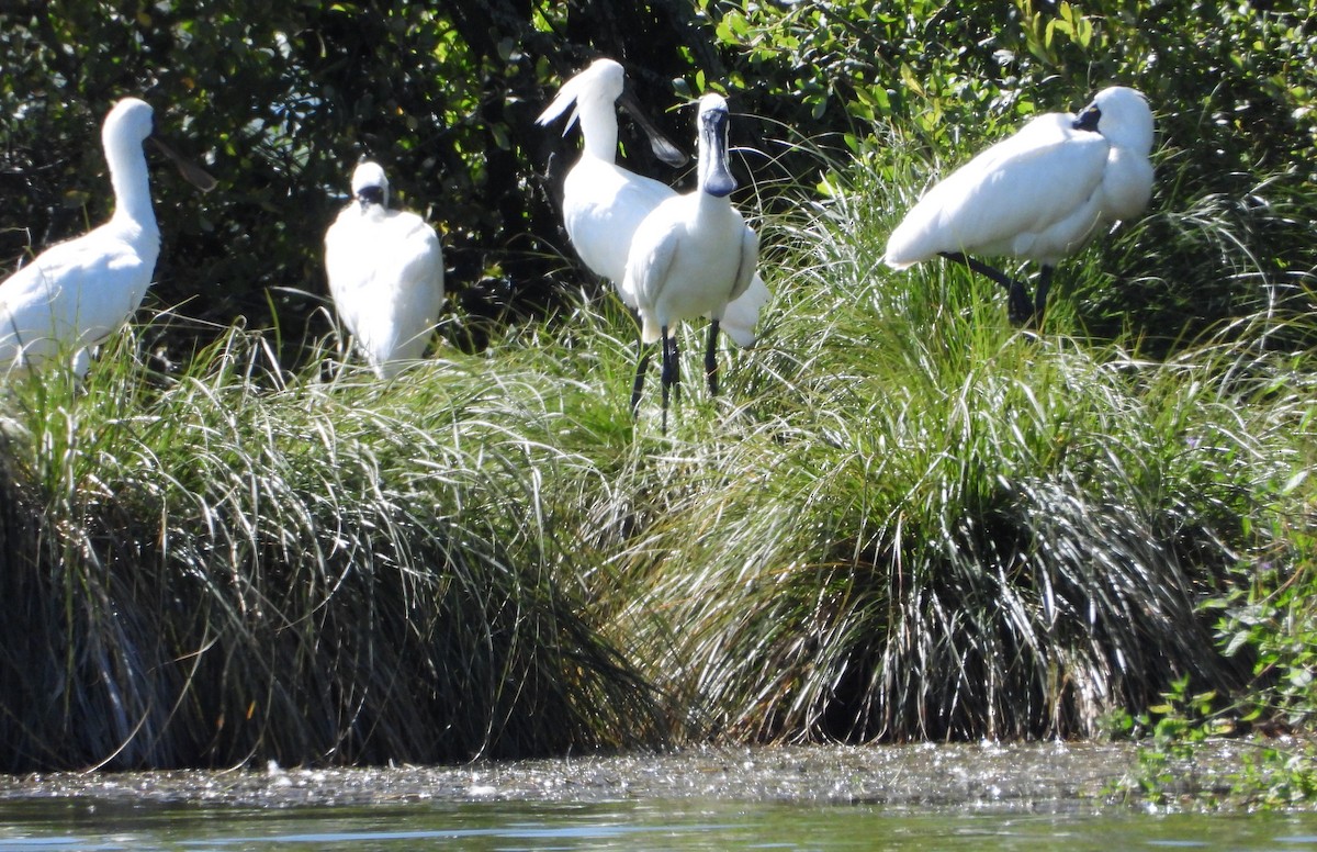 Königslöffler - ML651726662