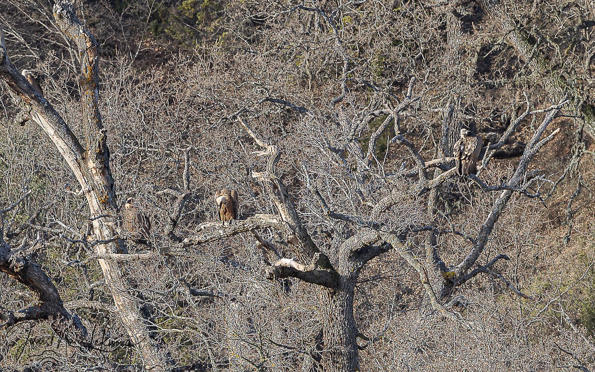 Buitre Leonado - ML651726775