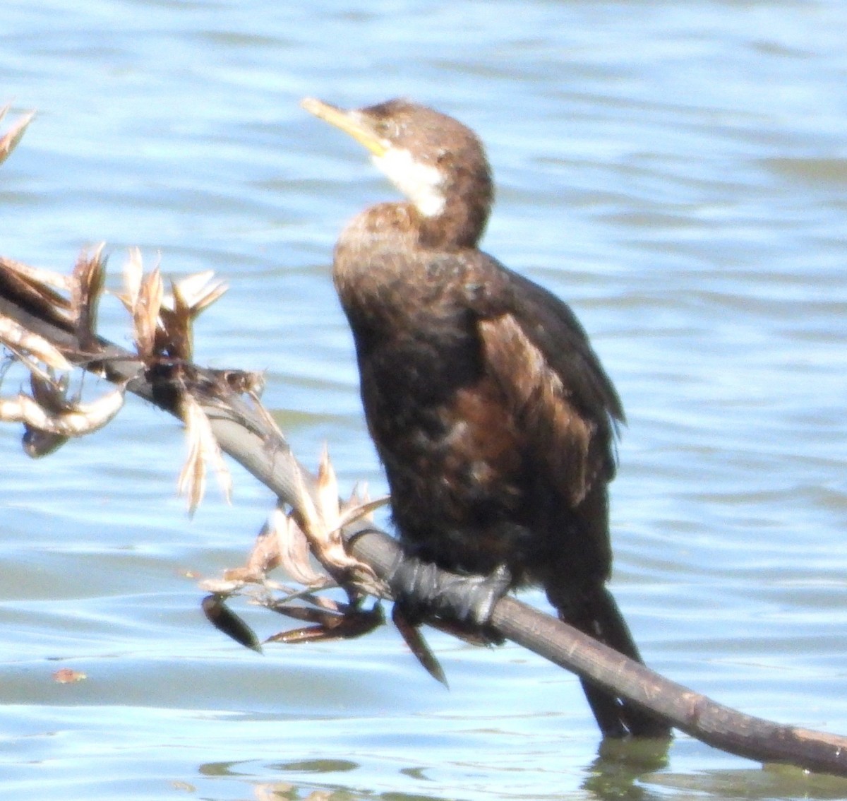 Kormoran - ML651726779