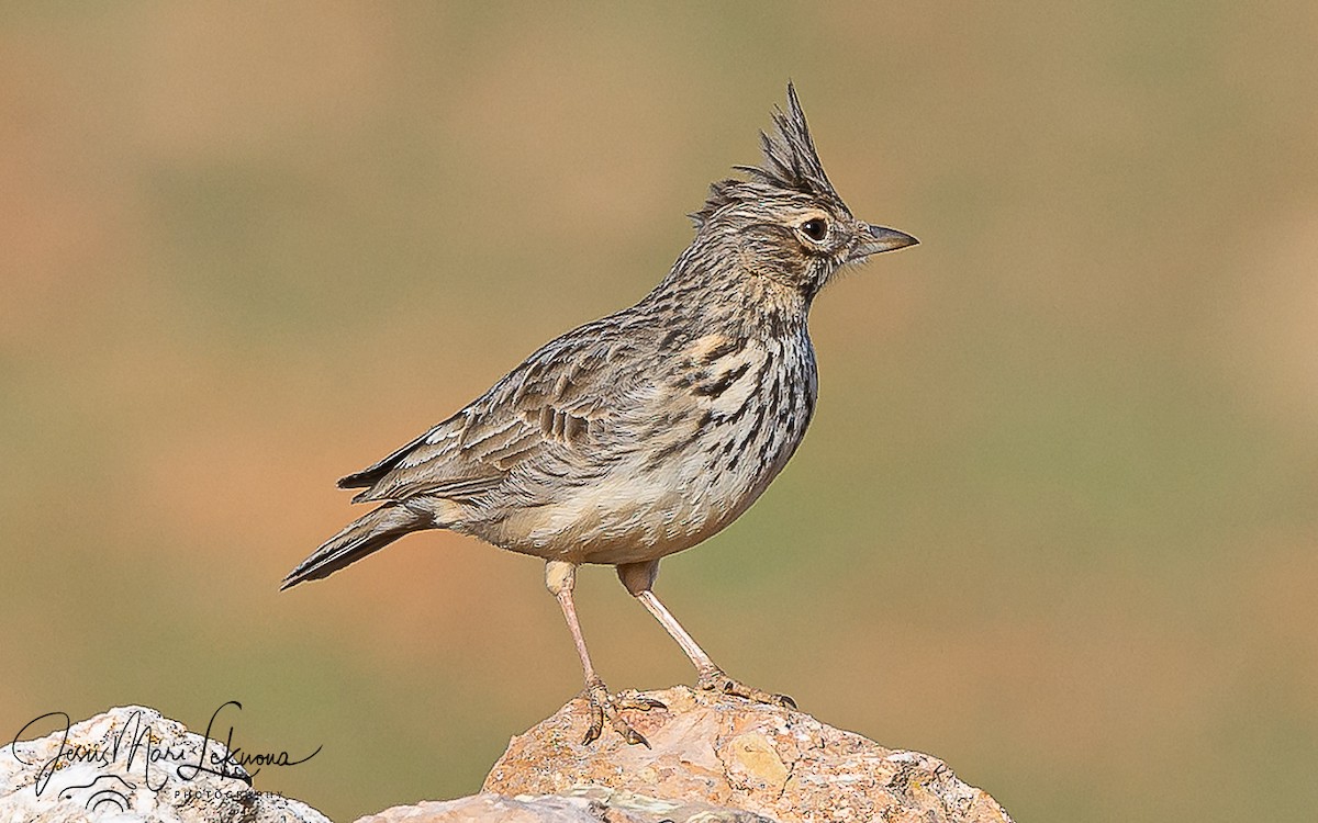 Cogujada Montesina - ML651726801