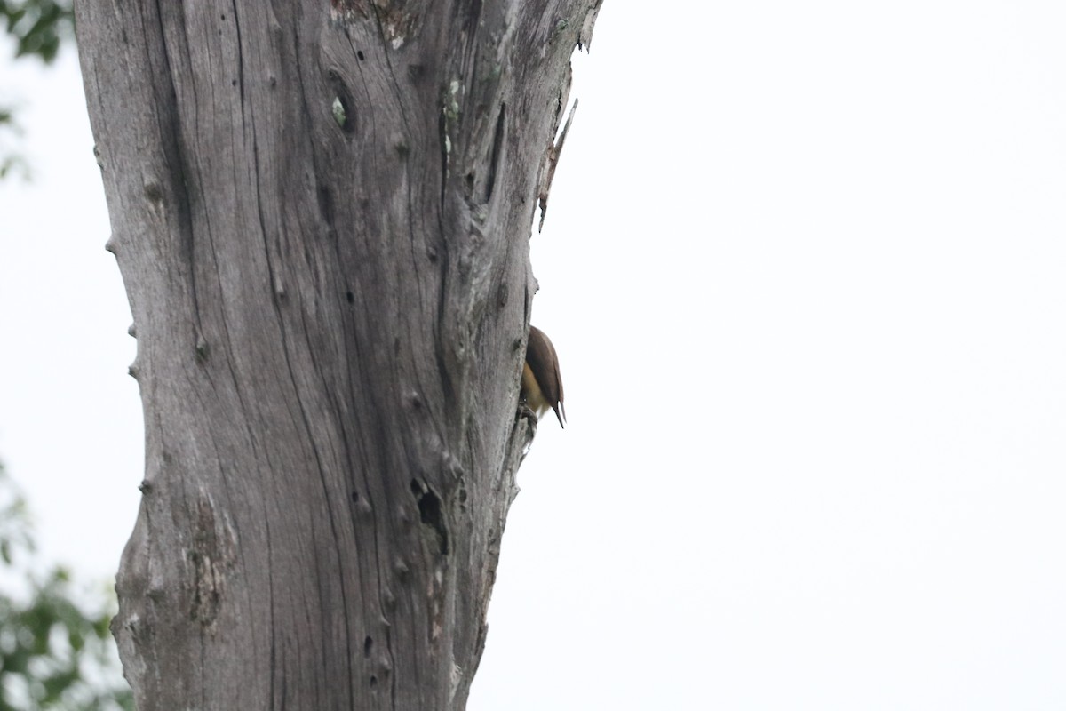 Ґедзеїд жовтодзьобий - ML651727023