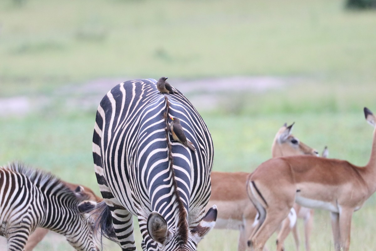 Ґедзеїд жовтодзьобий - ML651727031