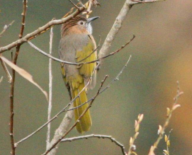 Bulbul de Mcclelland - ML65172711