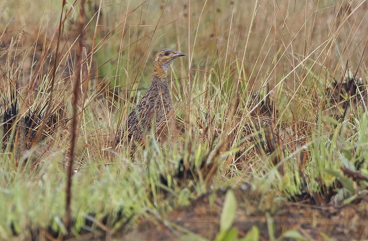 Finsch's Francolin - ML651727316