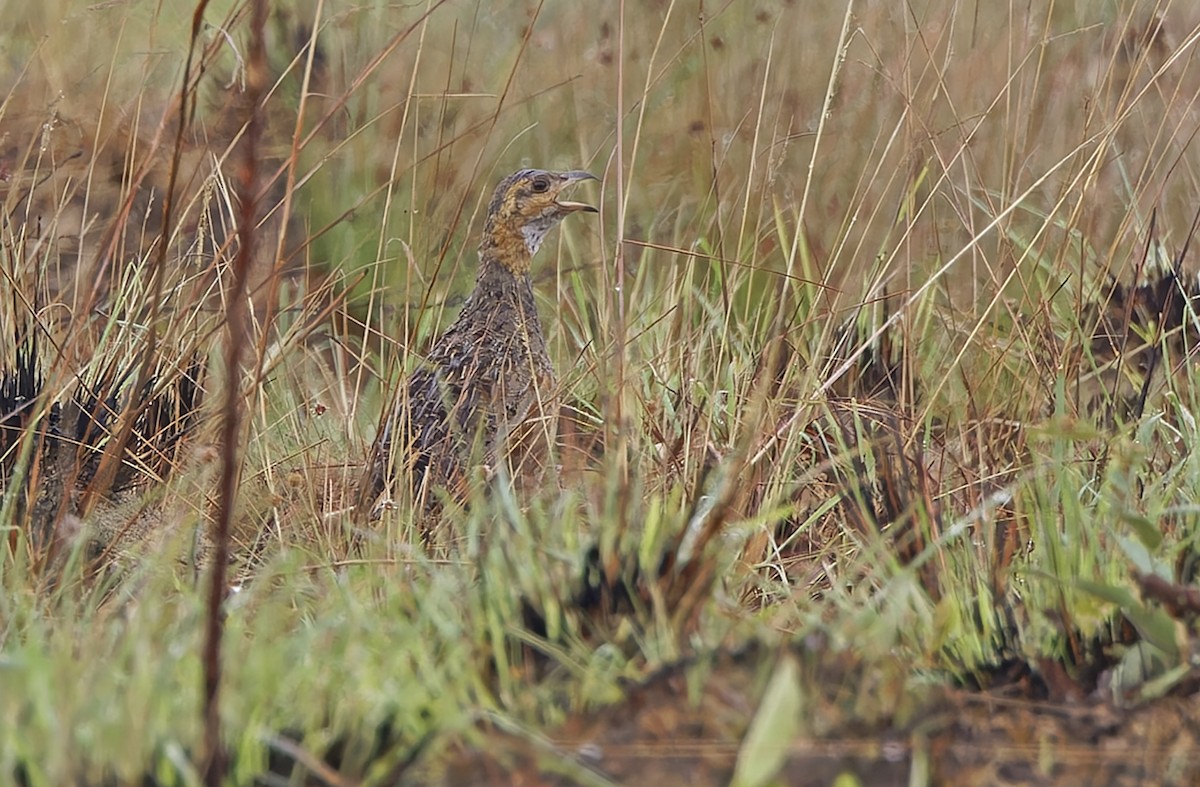 Finsch's Francolin - ML651727317