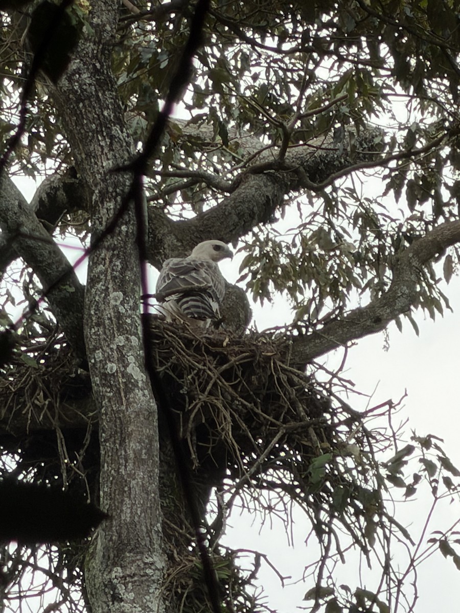 Crowned Eagle - ML651727825