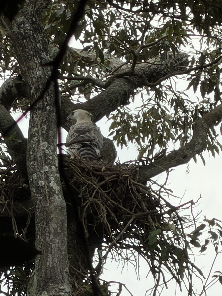 Crowned Eagle - ML651727826