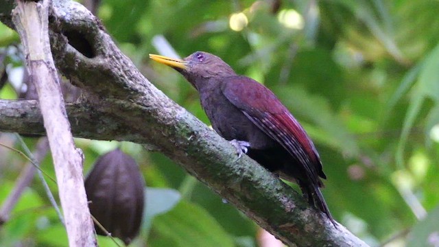 skyggespett - ML651728390