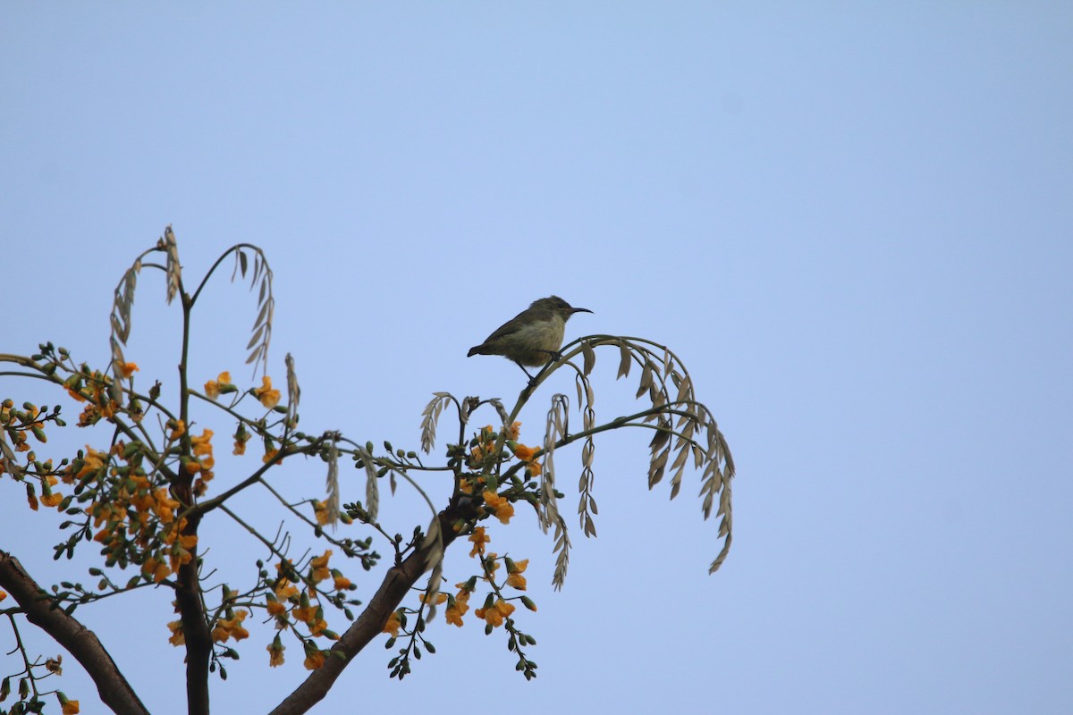 Suimanga de Bates - ML651728406