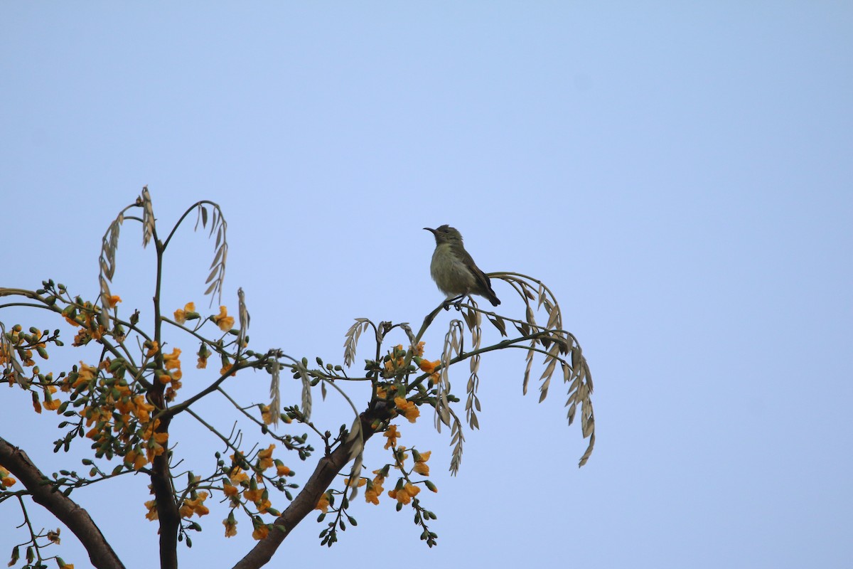 Suimanga de Bates - ML651728407