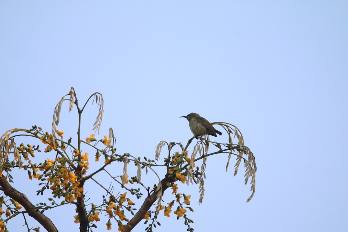 Suimanga de Bates - ML651728408