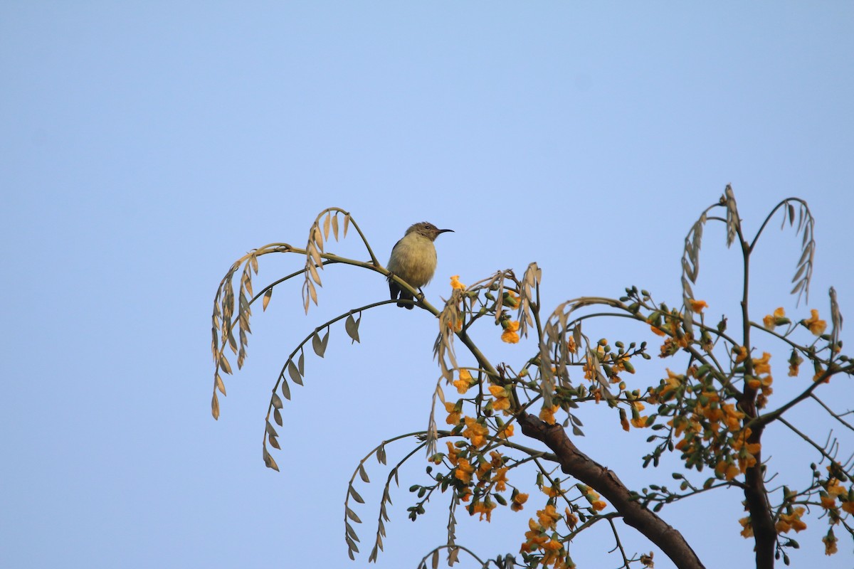 Suimanga de Bates - ML651728409