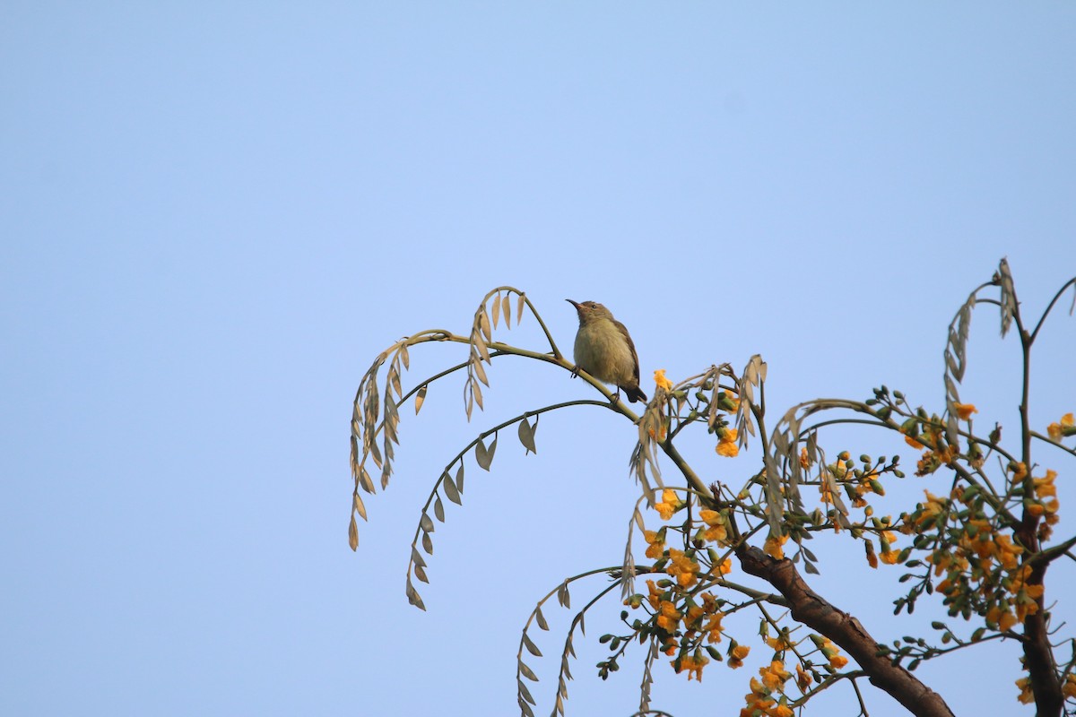 Suimanga de Bates - ML651728410