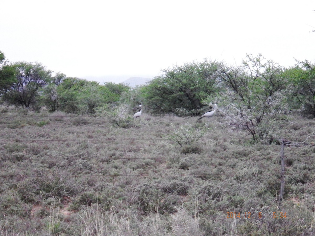 Blue Crane - ML651728950