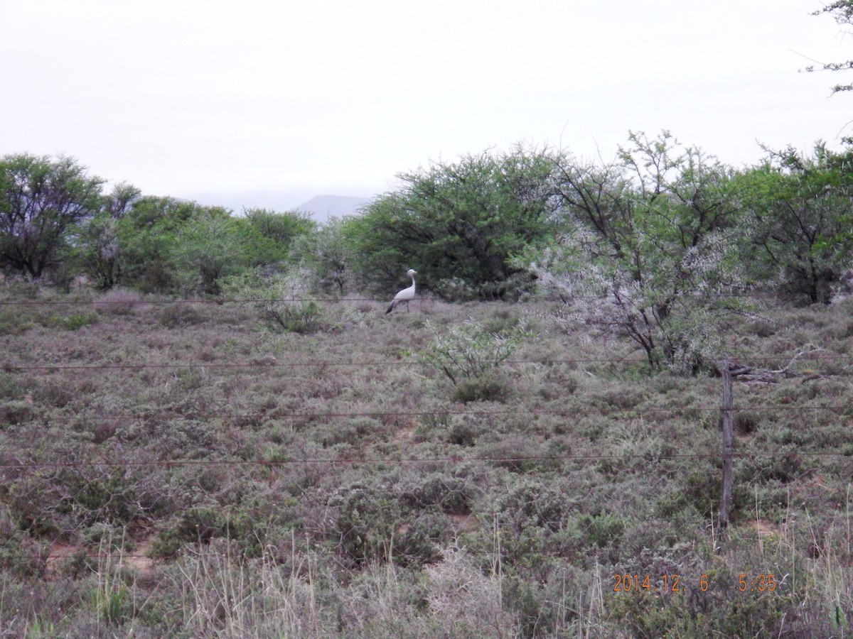 Blue Crane - ML651728951