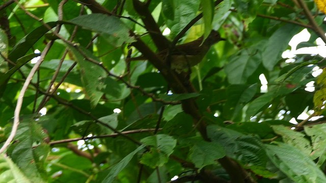 Gözlüklü Arapbülbülü - ML651729025