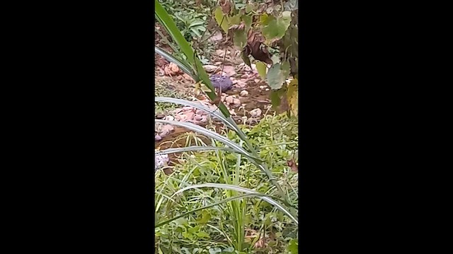 Northern Waterthrush - ML651729512