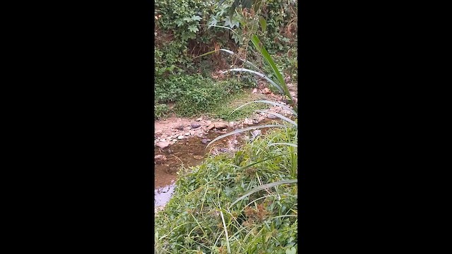 Northern Waterthrush - ML651729513