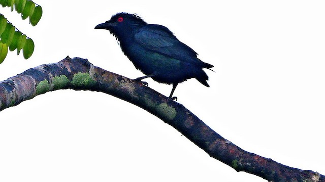 orientstær - ML651729525