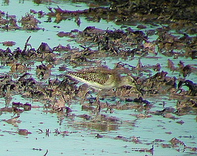 Wood Sandpiper - ML65173001