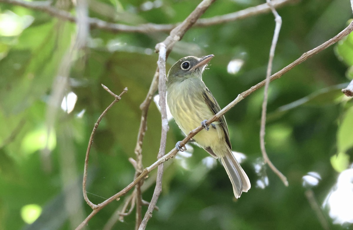 Eastern Olivaceous Flatbill - ML651730019