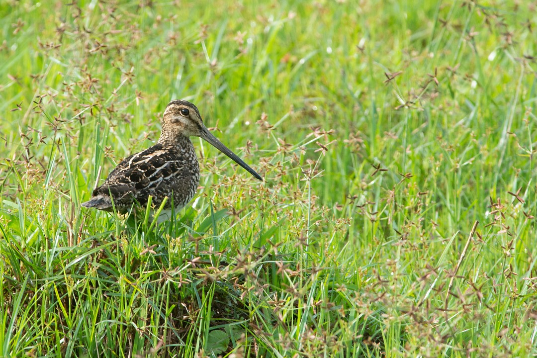 パラグアイタシギ - ML651730121