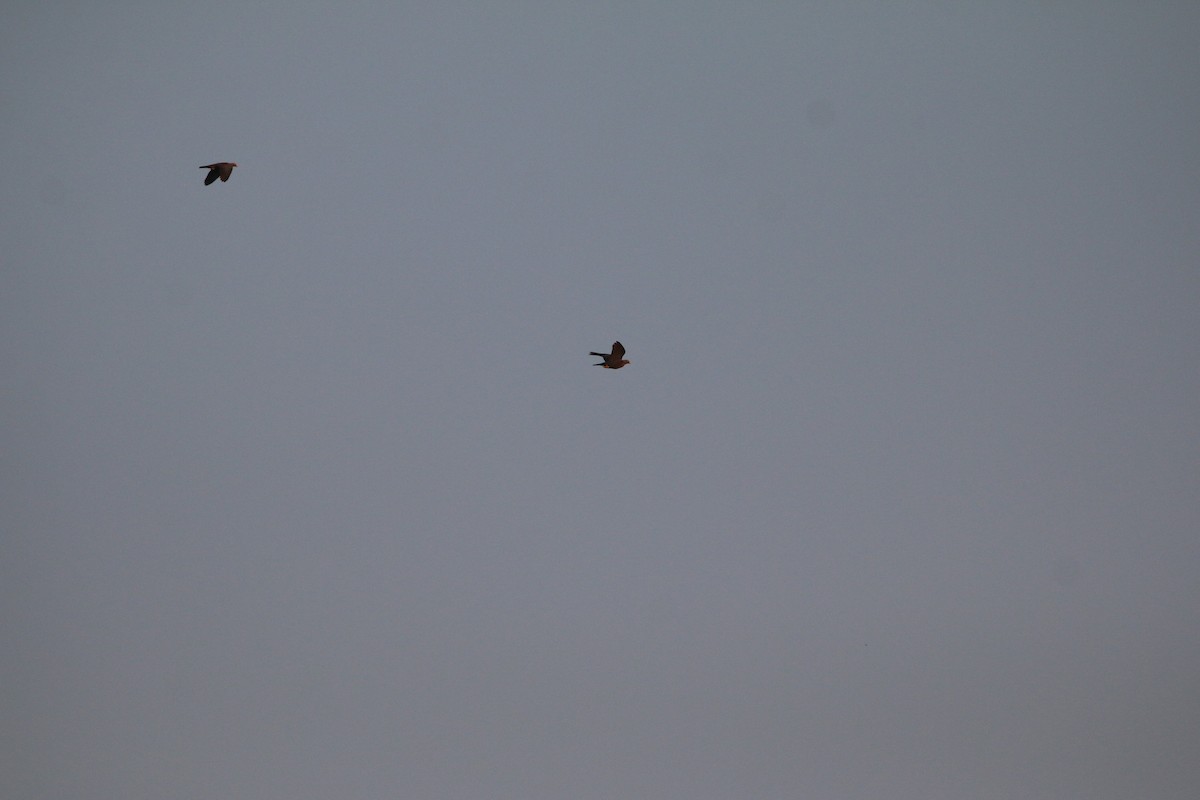 Paloma Ojigualda - ML651730832