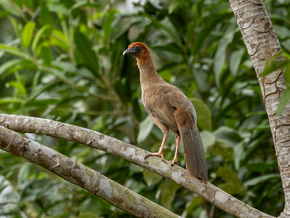 Chachalaca Guayanesa - ML651731148