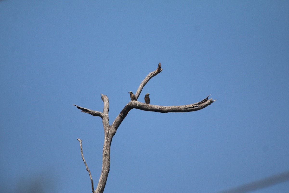 Spiegelbartvogel - ML651731489