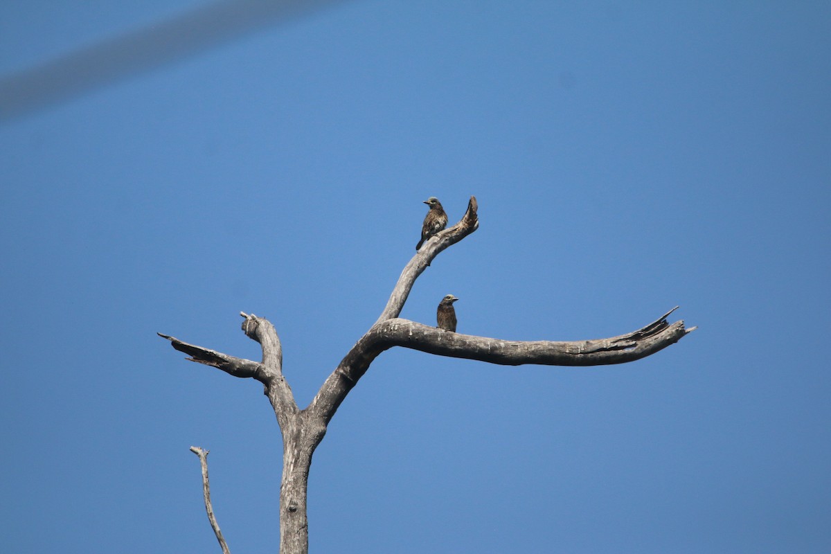 Spiegelbartvogel - ML651731490