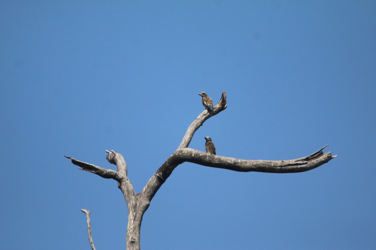 Spiegelbartvogel - ML651731491