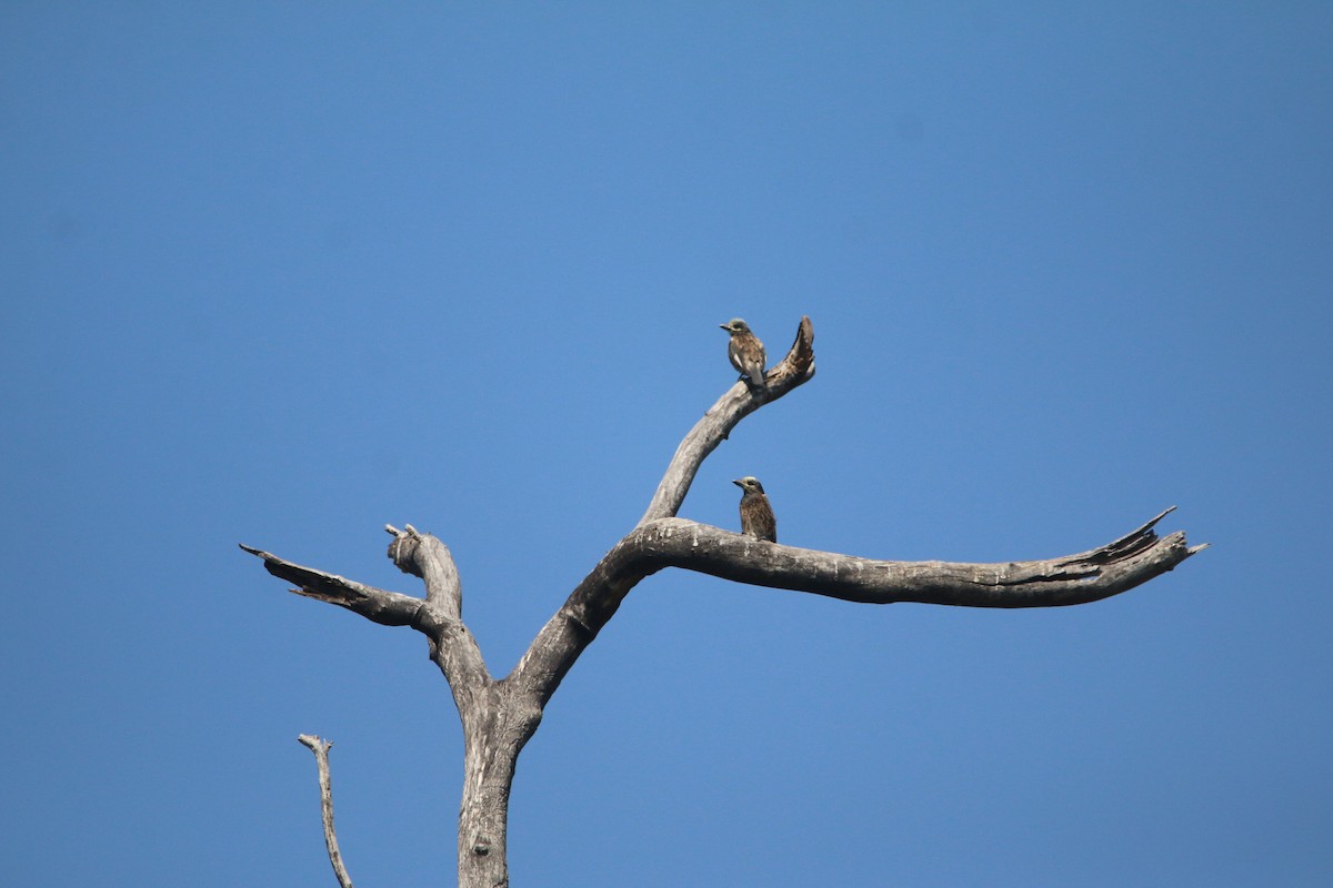 Spiegelbartvogel - ML651731492