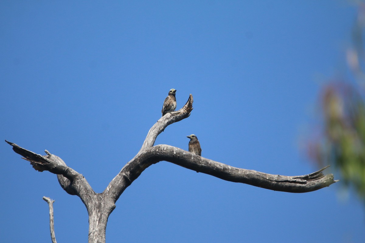 Spiegelbartvogel - ML651731493