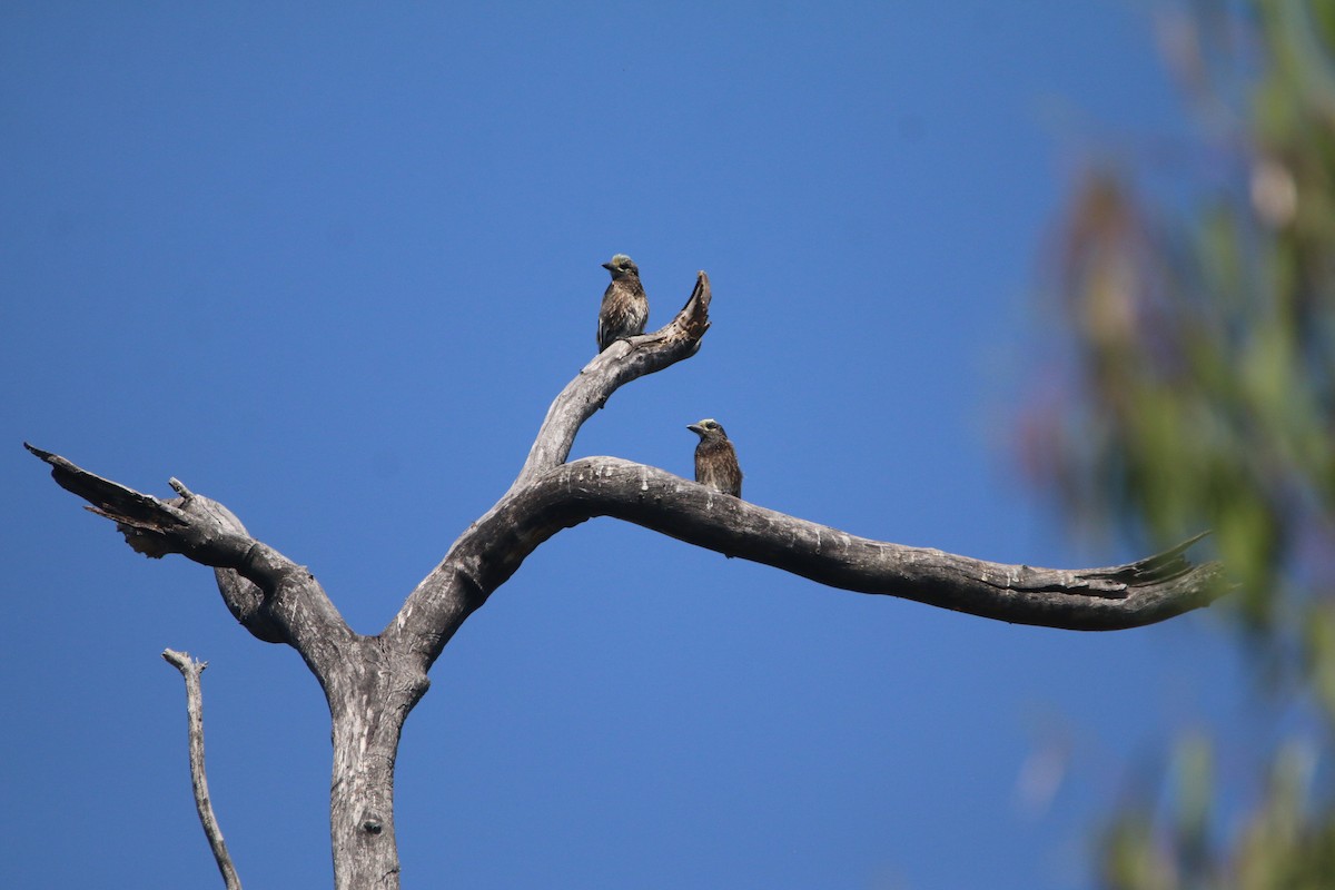 Spiegelbartvogel - ML651731494