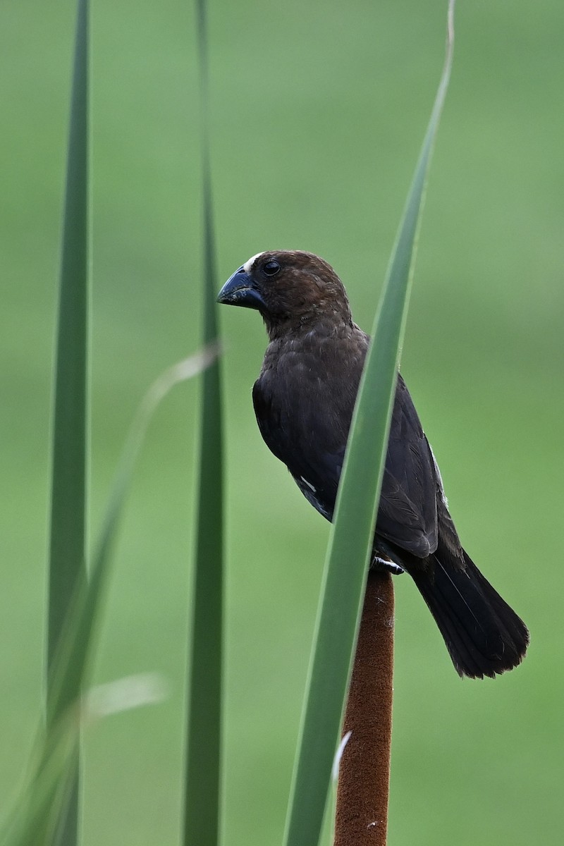 Grosbeak Weaver - ML651732172