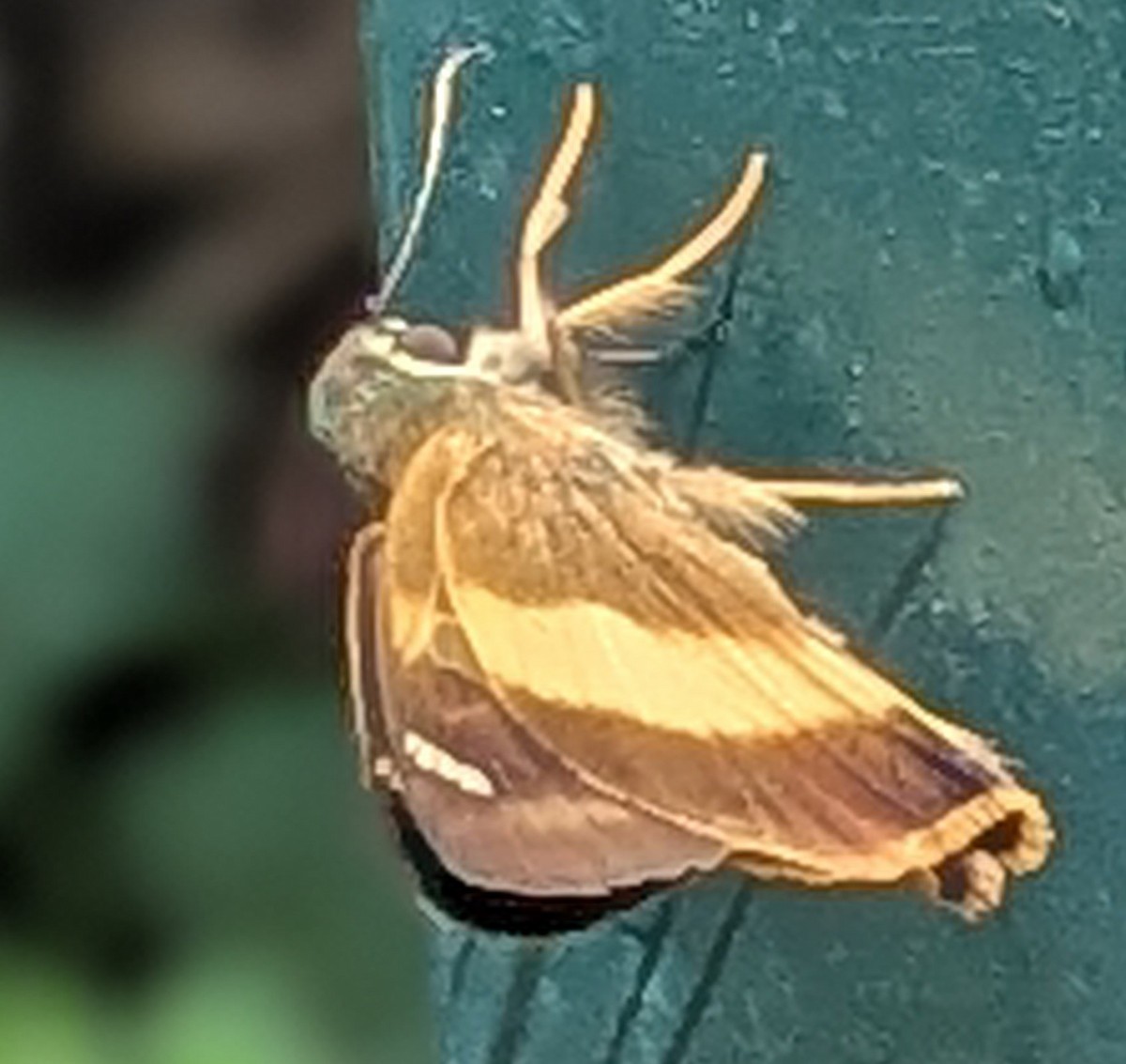 Animals - ML651732646