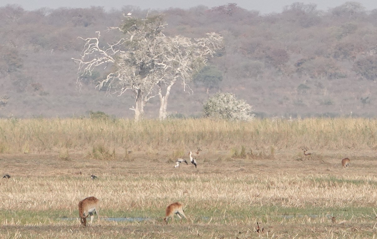 Wattled Crane - ML651733842