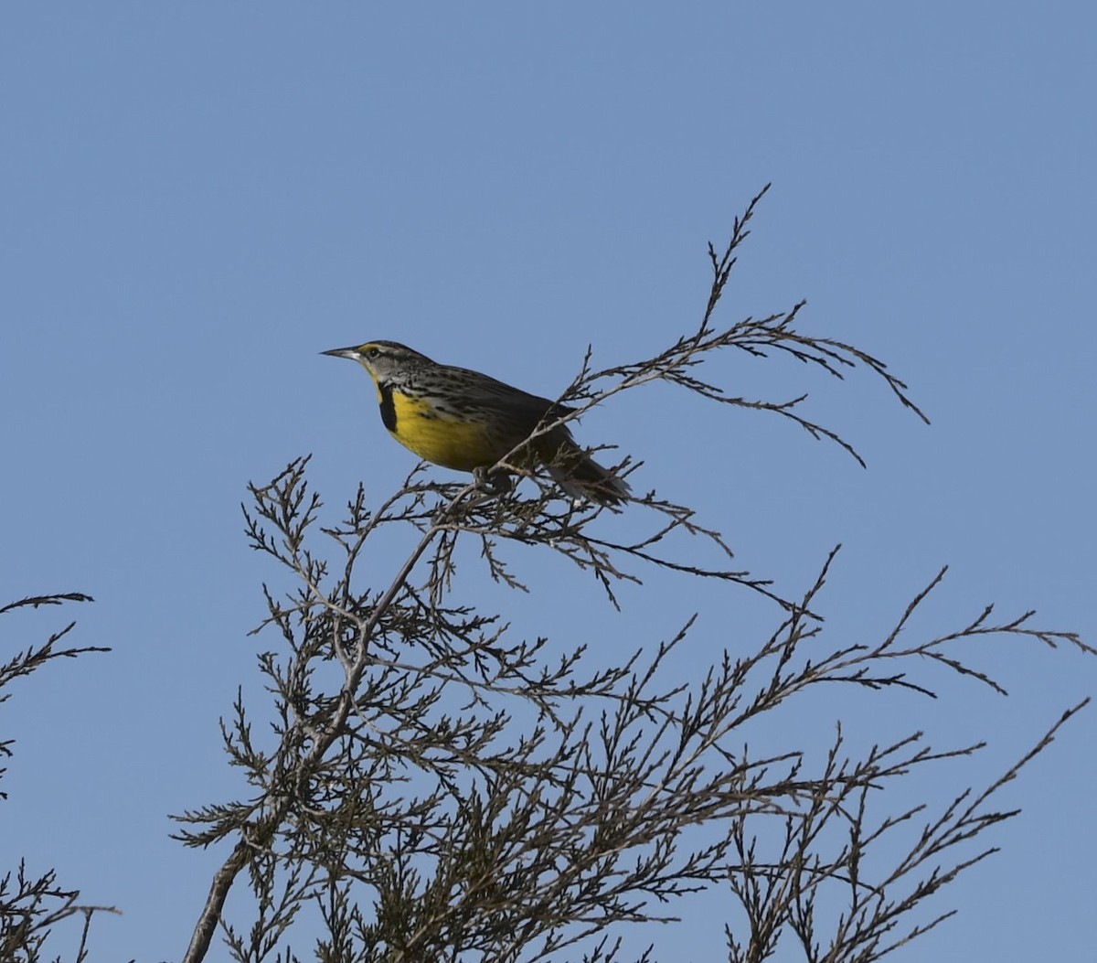 Eastern Meadowlark - ML651734055