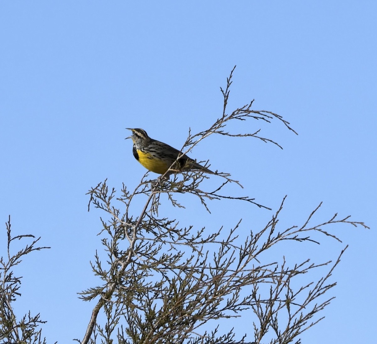 Eastern Meadowlark - ML651734057