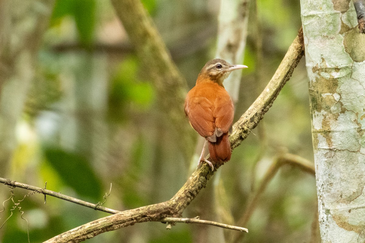 ハシジロカマドドリ - ML651734460