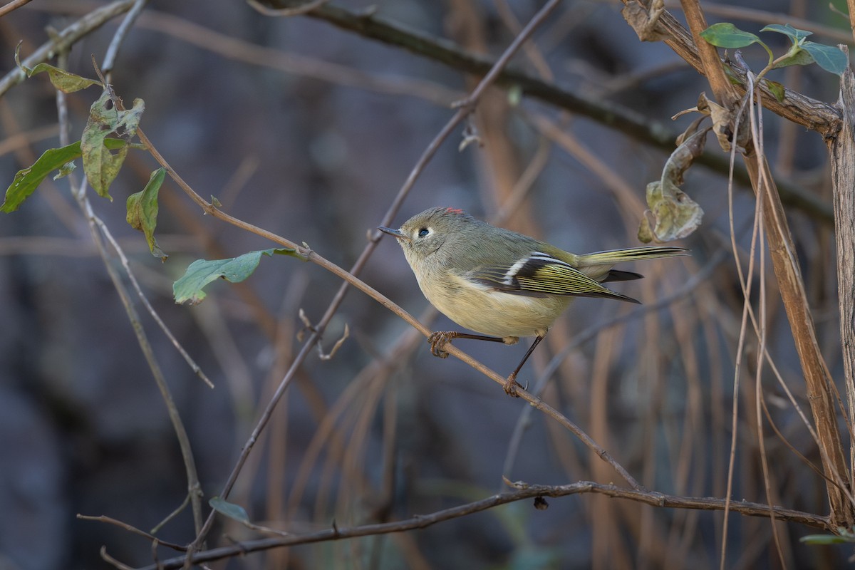 Ruby-crowned Kinglet - ML651735285