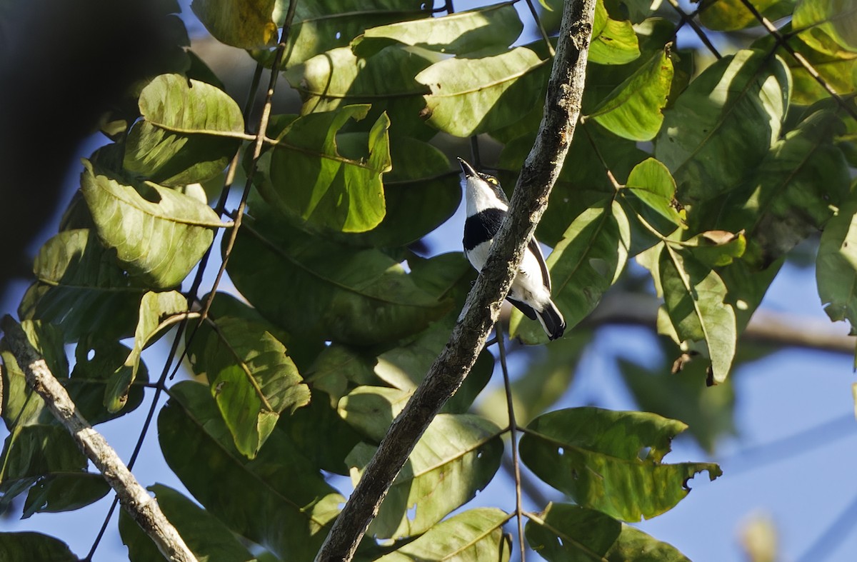 Gabon Batisi - ML651735336