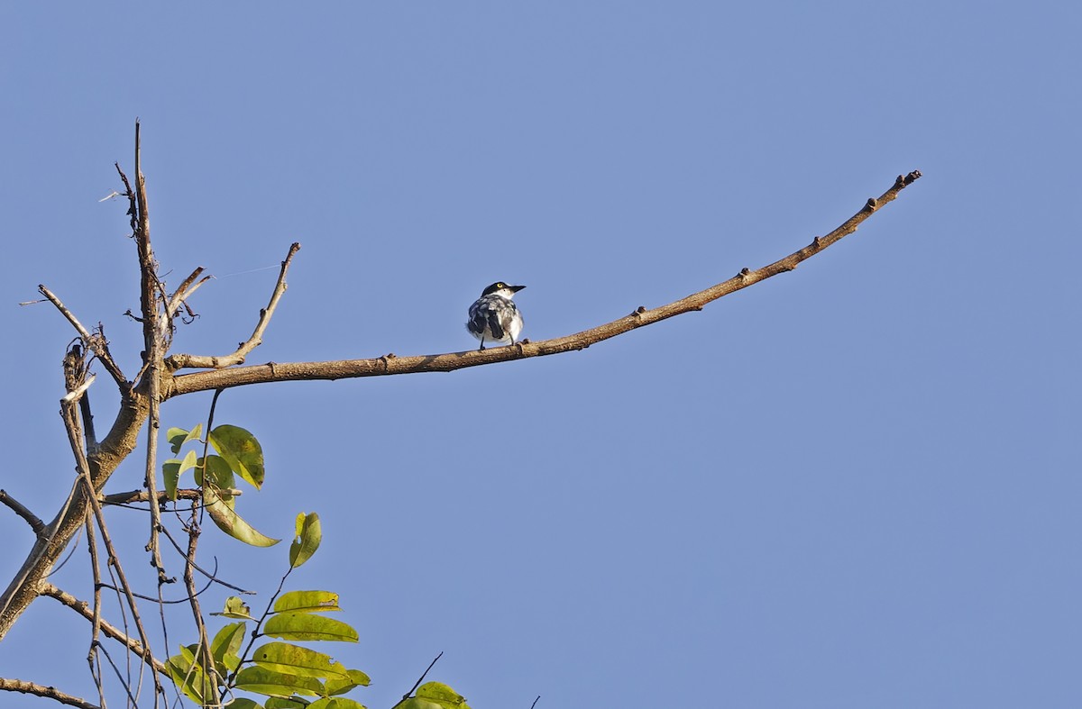 Gabon Batisi - ML651735337