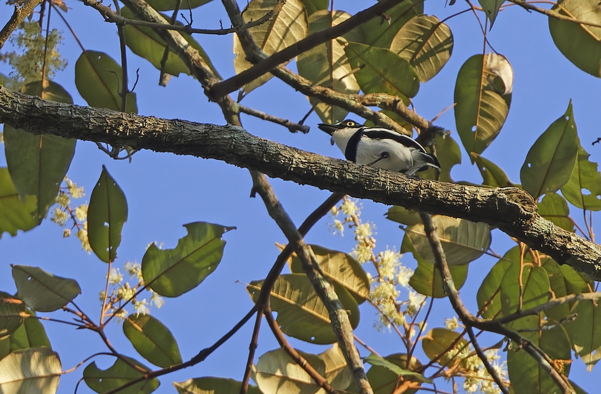 Gabon Batisi - ML651735342