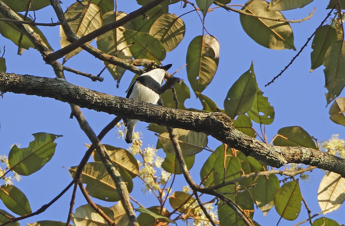 Gabon Batisi - ML651735389