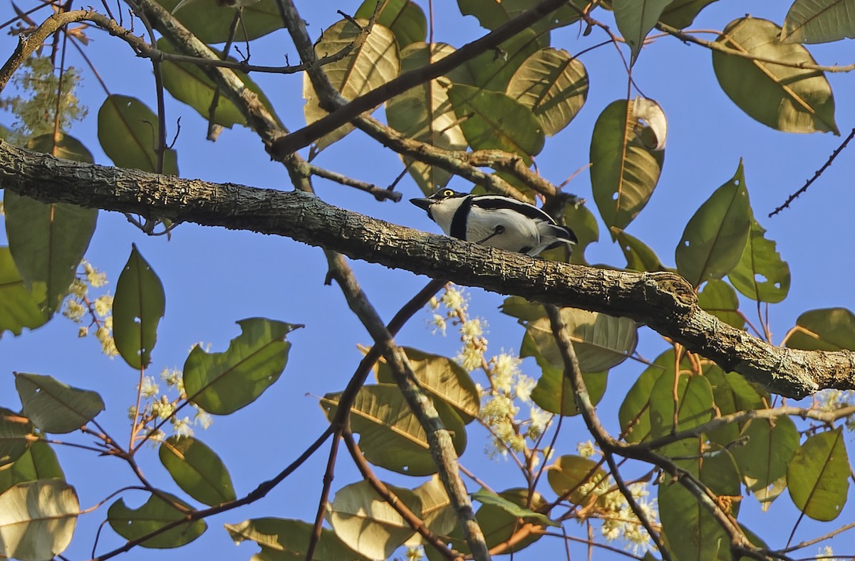 Gabon Batisi - ML651735390